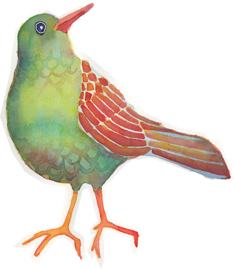 Watercolor bird study.